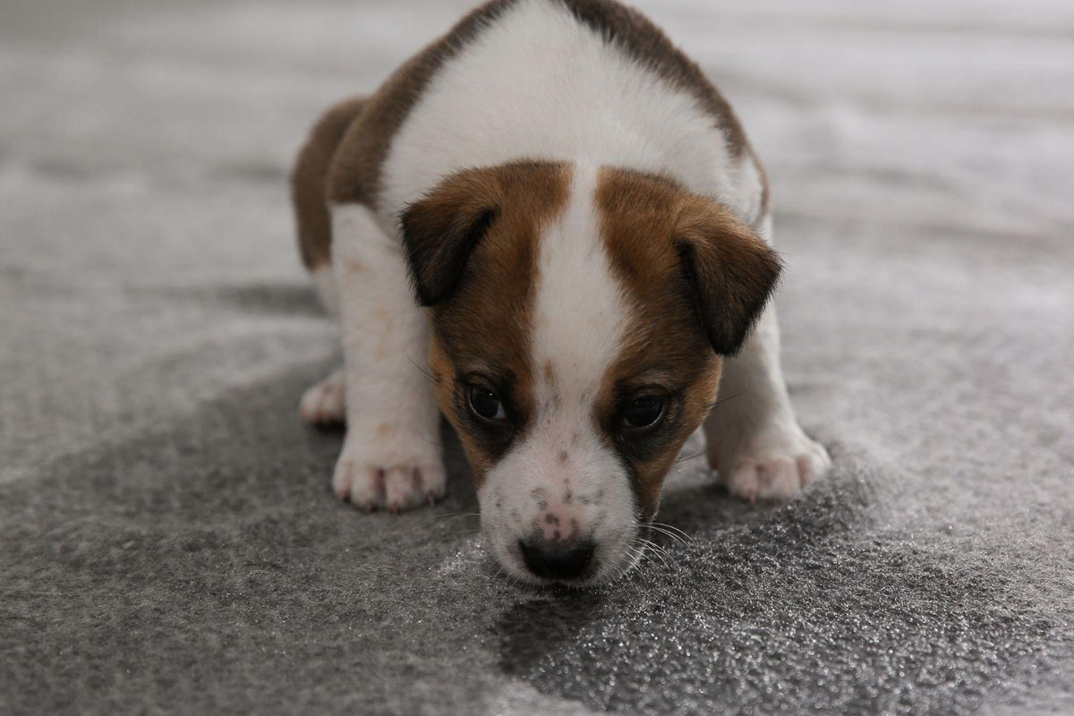Köpeğim Neden Eve Çiş Yapıyor? 4 Köpeğin Eve Çiş Yapması Nasıl Engellenir?