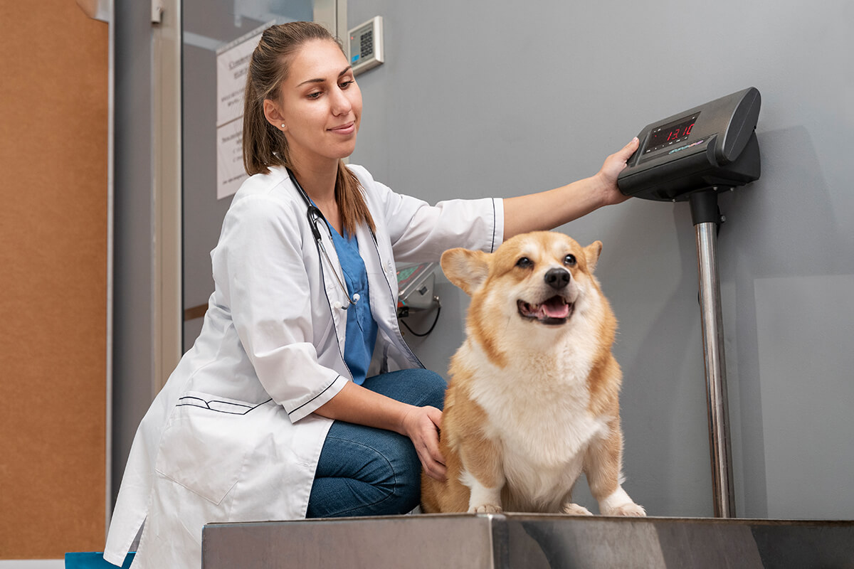 Köpek Dışkısında Mukus Teşhisi