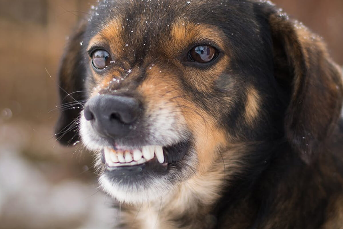 Köpekler Neden Dişlerini Gösterir?