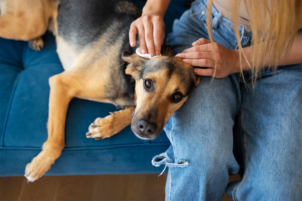 Köpeklerde İç Parazit Nasıl Dökülür?
