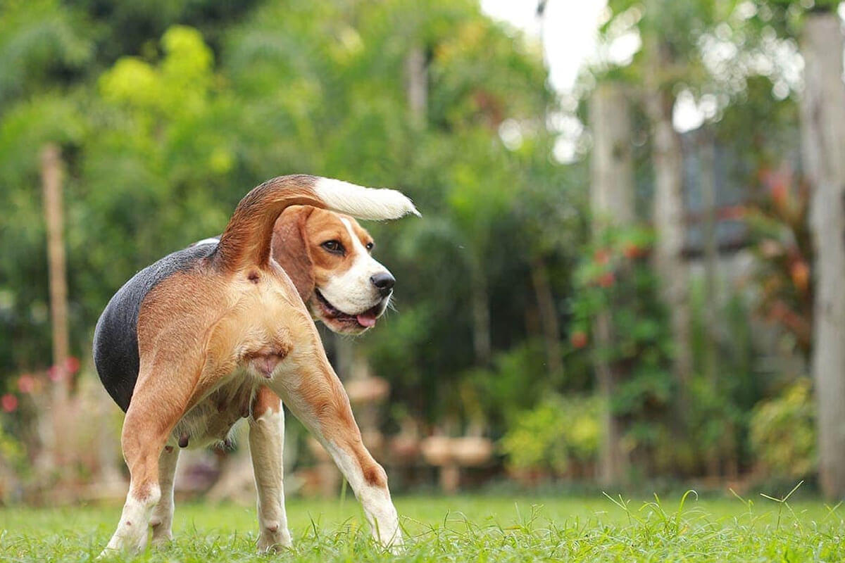 Köpeklerde Kızgınlık Dönemi ve Belirtileri 2 Köpeklerde Kızgınlık Döngüsünün 4 Aşaması Nedir?