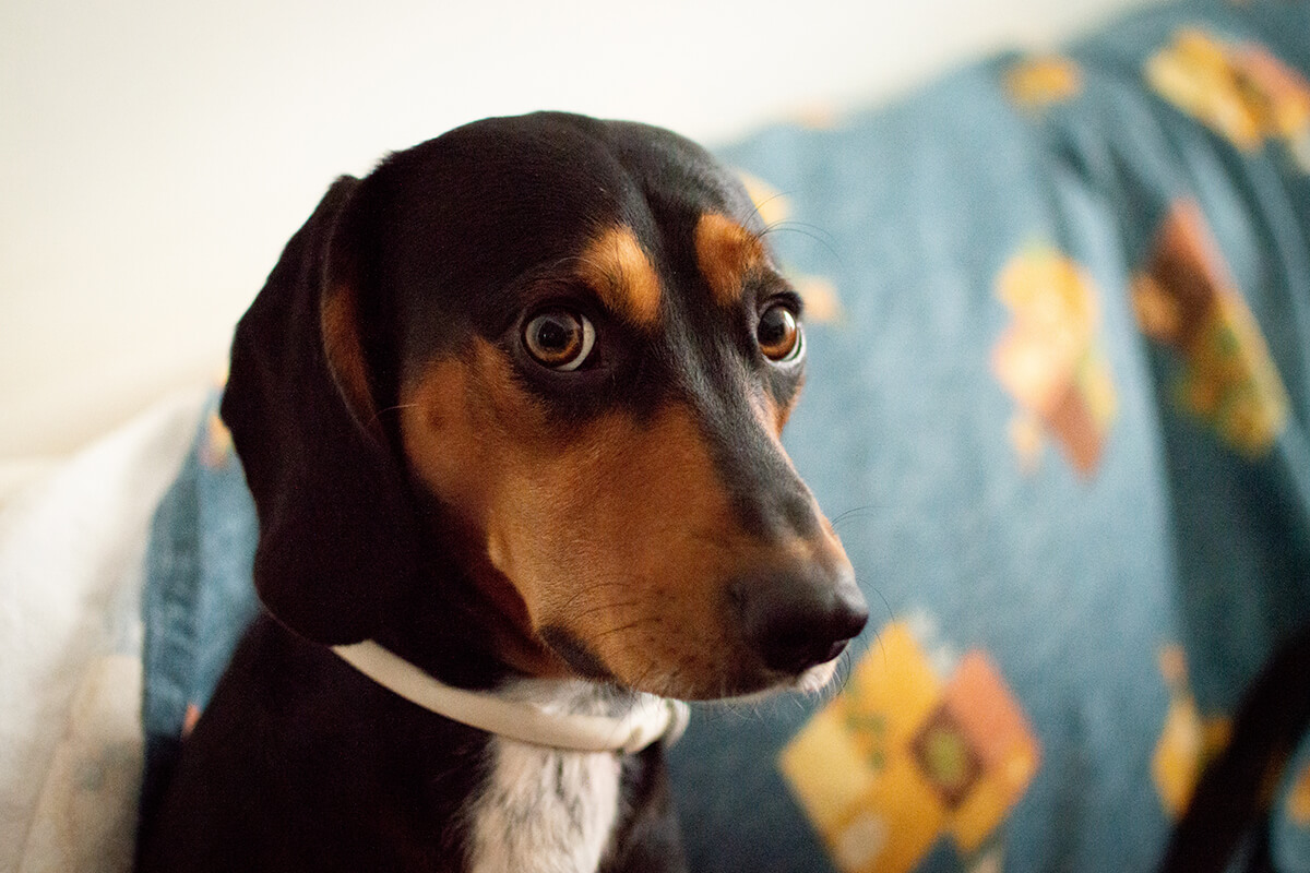 Köpekler Neden Kulaklarını Arkaya Yatırır? 2 Korku veya Gerginlik