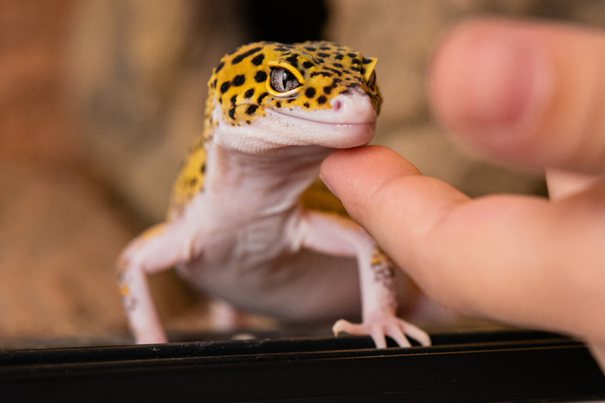 Leopar Geko Özellikleri, Beslenmesi ve Bakımı 5 Beslenme ve Su İhtiyacı: Leopar Geko Ne Yer?