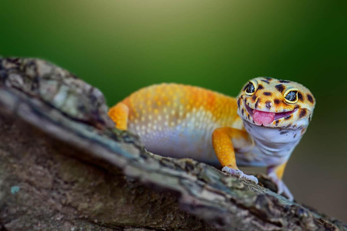 Leopar Geko Özellikleri, Beslenmesi ve Bakımı 2 Leopar Gekoları Diğer Sürüngenlerden Ayıran 6 Özellik