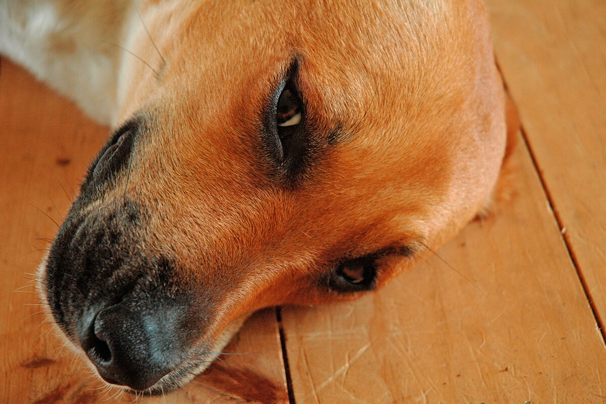 Köpeklerde Maya Mantarı Enfeksiyonu ve Tedavi Yöntemleri 2 Köpeklerde Maya Mantarı Neden Oluşur?