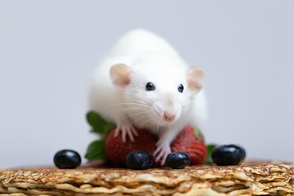Hamsterlar Meyve Yiyebilir mi? 3 Hamsterınızın Diyetine Meyveyi Nasıl Dahil Etmelisiniz?