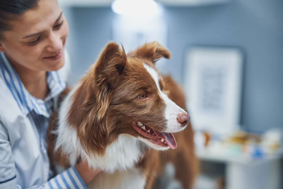 Köpekler Neden Çok Uyur? 3 Ne Zaman Veteriner Hekimi Aramalısınız?
