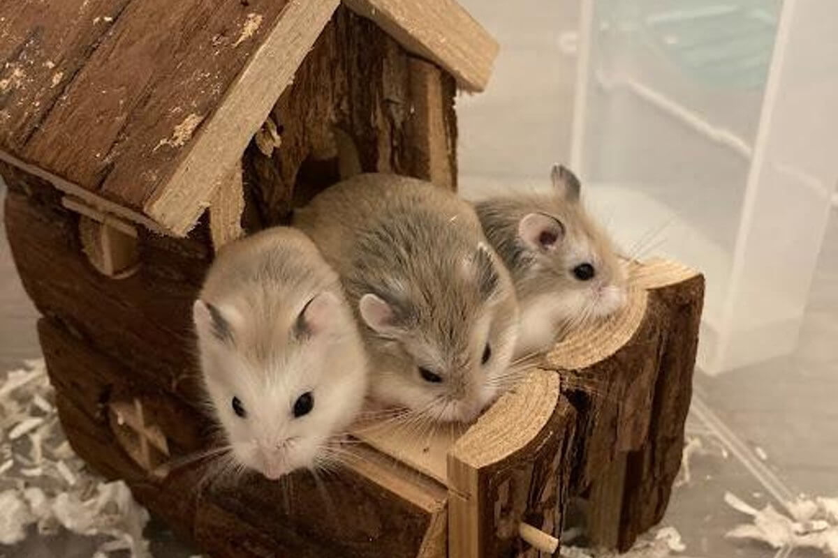 Robo Hamster Eğitimi