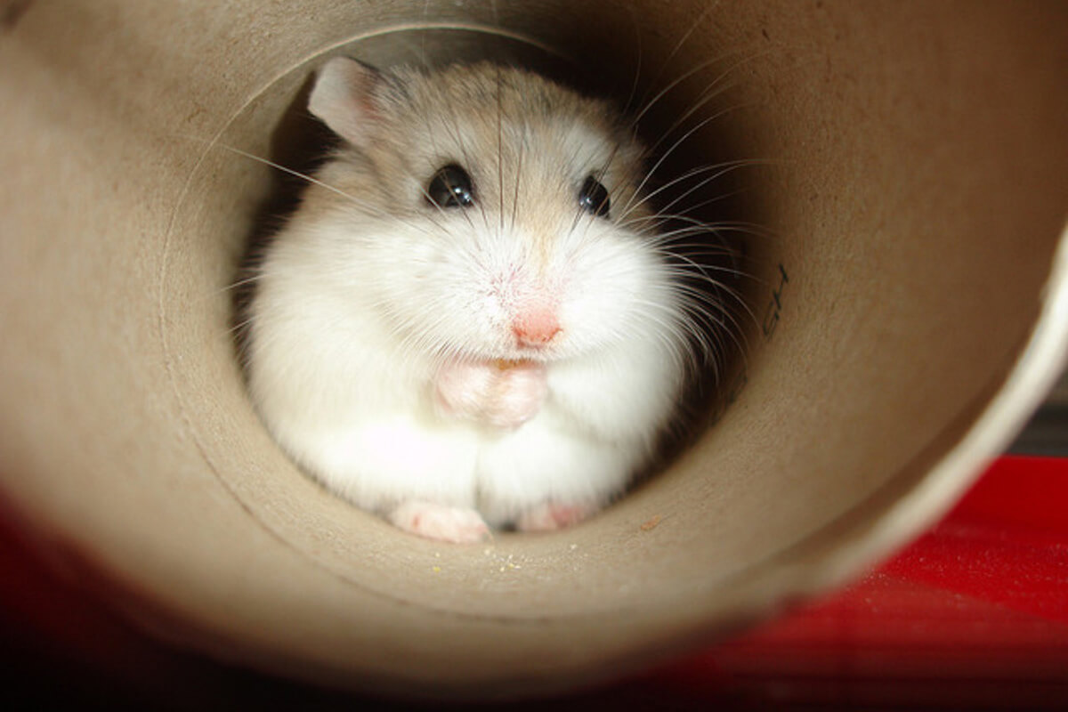 Robo Hamsterlar Ne Yer, Ne İçer?
