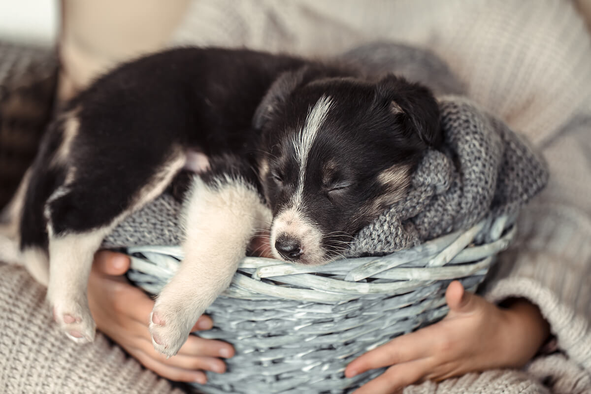 Köpekler Neden Çok Uyur? 2 Temel Nedenler