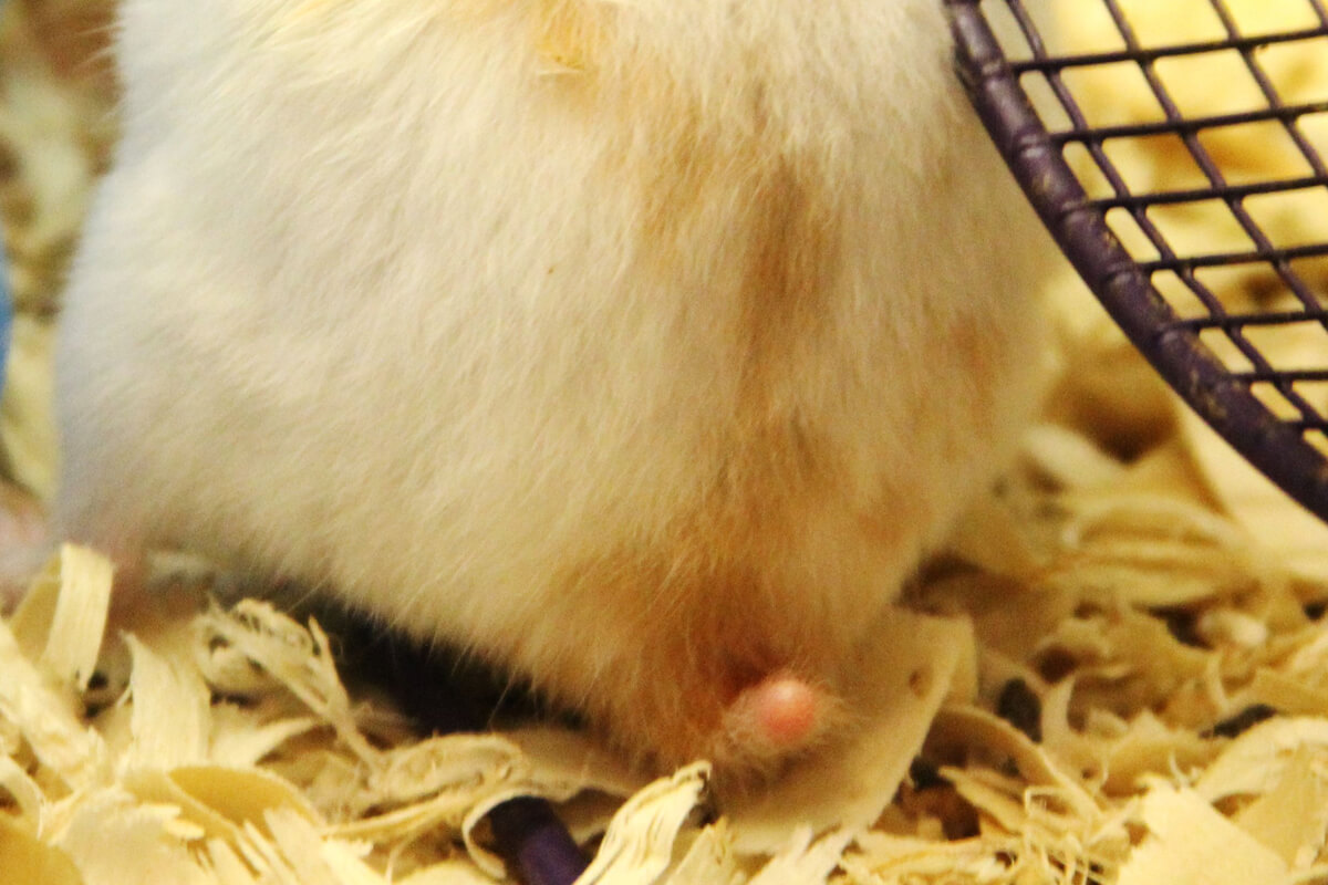 Hamsterlarda Islak Kuyruk Hastalığı: Belirtileri, Nedenleri ve Tedavisi 3 Hamsterlarda Islak Kuyruk Teşhisi Nasıl Konur?