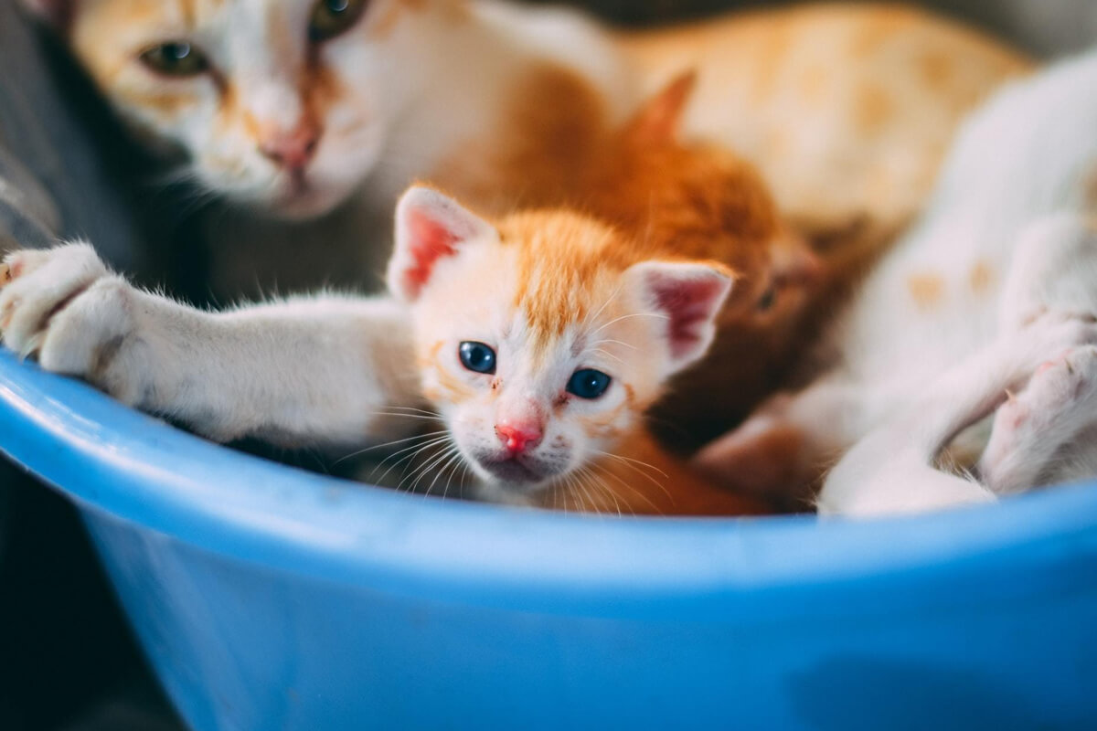 Kısırlaştırılmamış Bir Kedi Yılda Kaç Kez Doğum Yapabilir? 2 Üreme Potansiyeli ve Doğurganlık Oranı