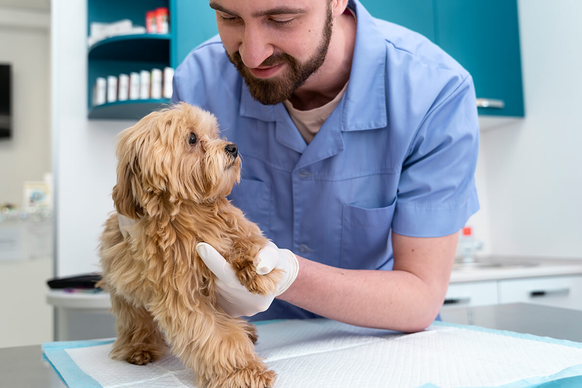 Köpeklerde Maya Mantarı Enfeksiyonu ve Tedavi Yöntemleri 3 Veteriner Hekimler Köpeklerde Mantar Teşhisini Nasıl Koyar?