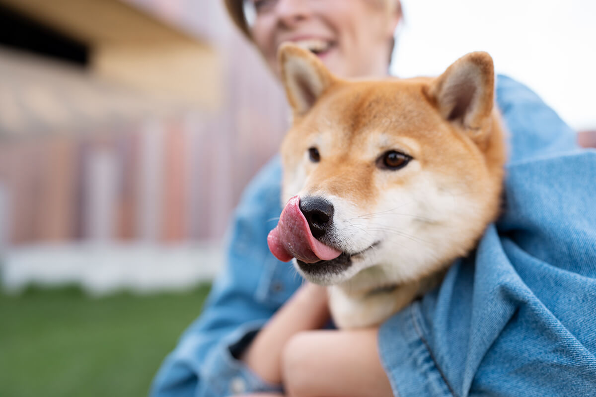 Köpeğiniz Sizi Yaladığında Ne Anlatmak İstiyor? 2 Yalama Davranışı Ne Zaman Bir Sorun Haline Gelir?