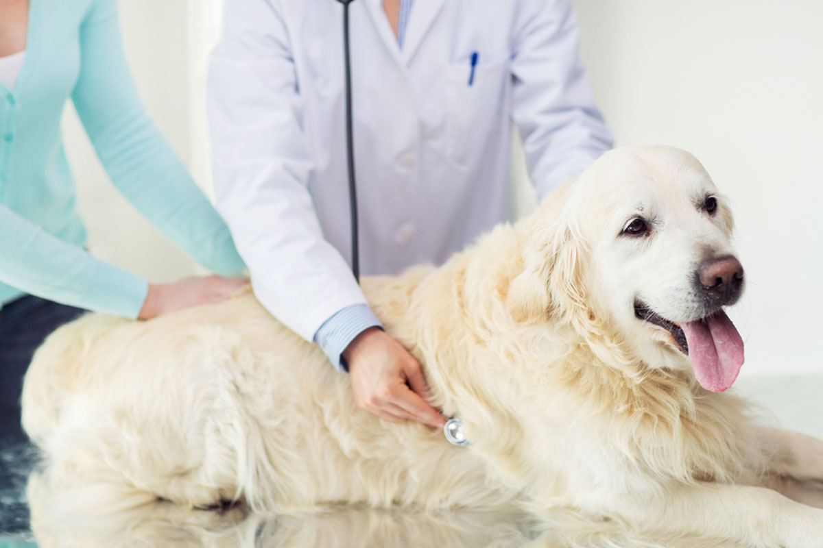 Köpeğim Neden Eve Çiş Yapıyor? 3 Yaşlılık ve Yaşlanmaya Bağlı Gelişen Durumlar