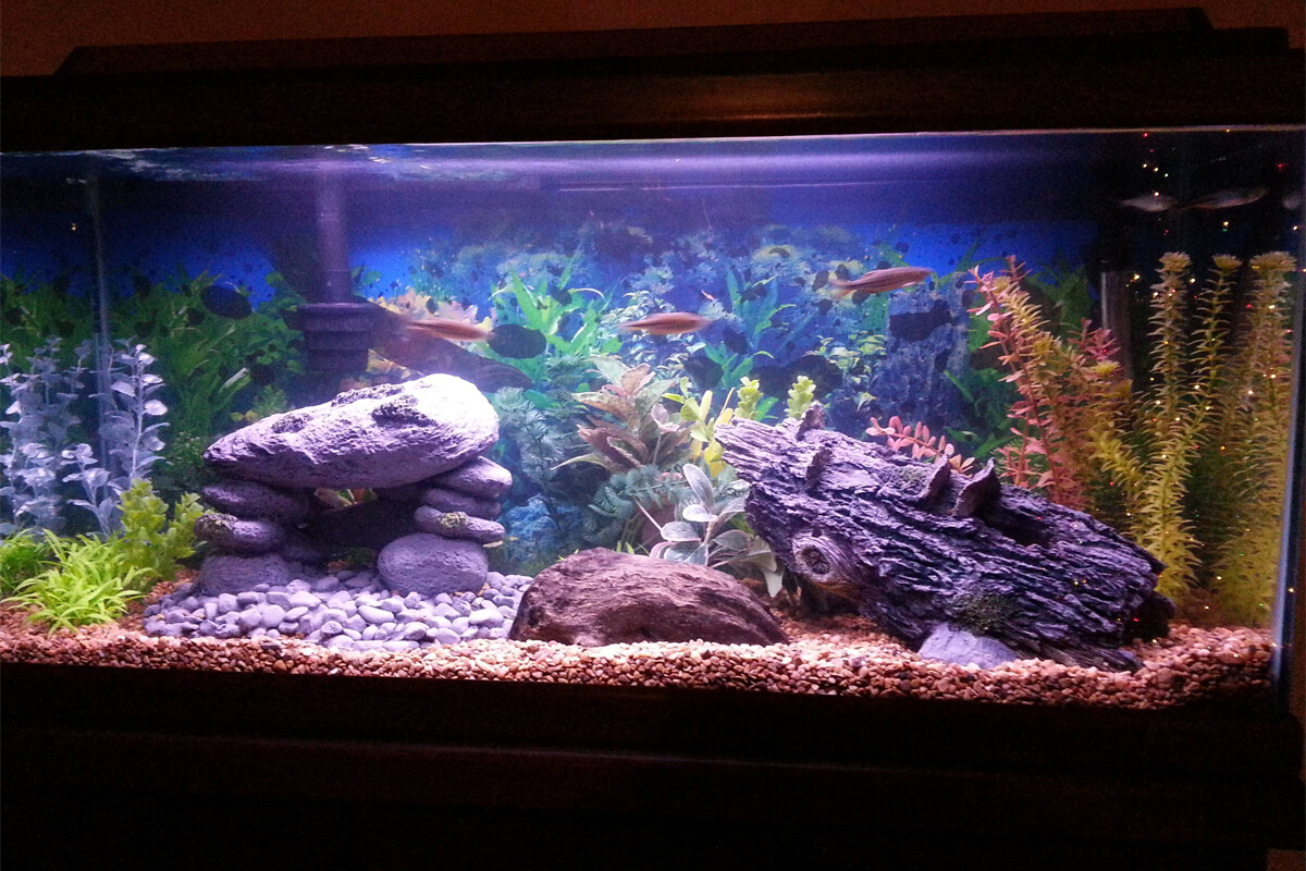 Zebra Danio Özellikleri, Bakımı ve Beslenmesi 3 Zebra Danio Yaşam Alanı ve Akvaryum Bakımı