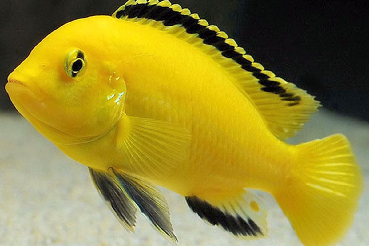 Sarı Prenses Akvaryum Balığı | Patigen