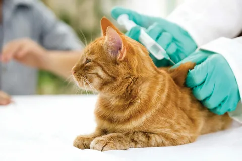 Ev Kedisine Aşı Şart Mı?