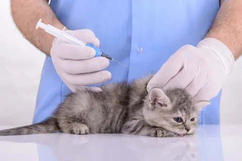 Kedi Aşı Fiyatları Listesi