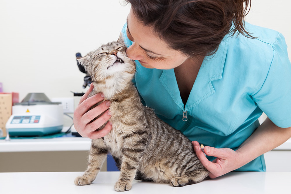 Kedi Aşı Olmazsa Ne Olur?