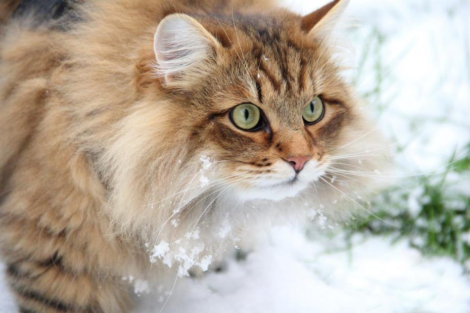 Sibirya Kedisi Nasıl Anlaşılır?