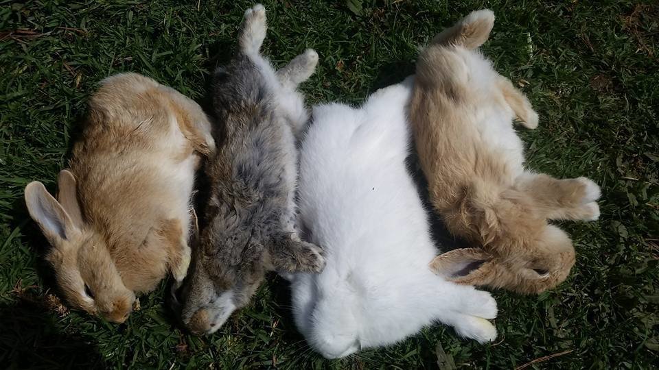 Tavşan Ne Yerse Ölür