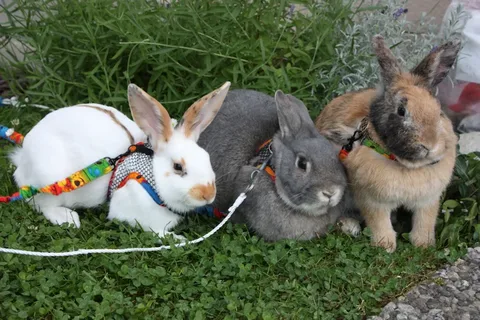 Tavşanlar Sahiplerini Tanır Mı