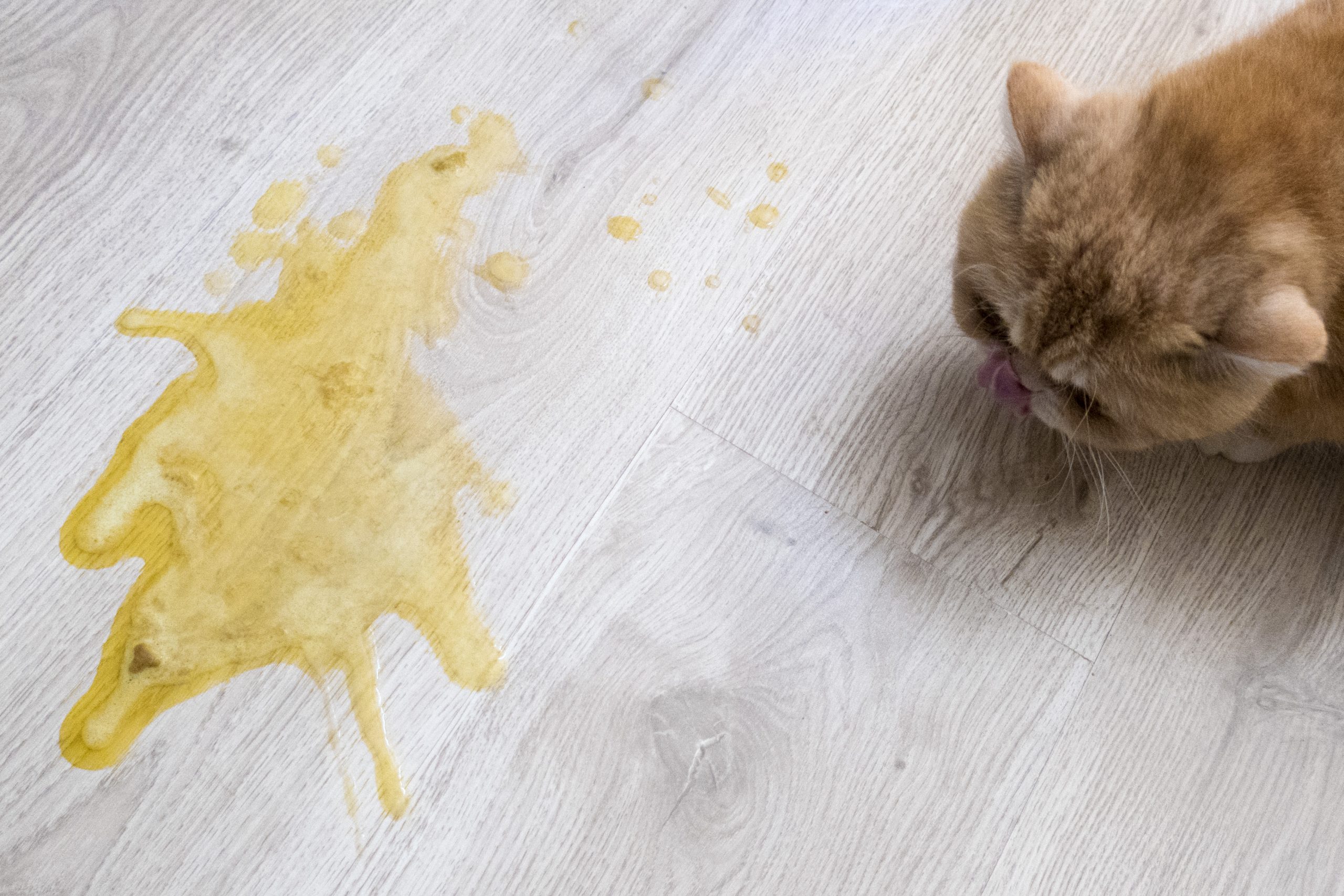 Kediler neden sıvı kaka yapar