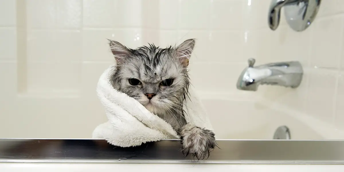 Kediler yıkanır mı yıkanmaz mı