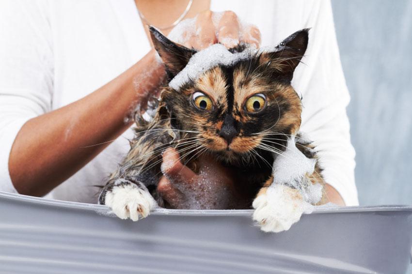 Kedileri yıkamak onlara zarar verir mi
