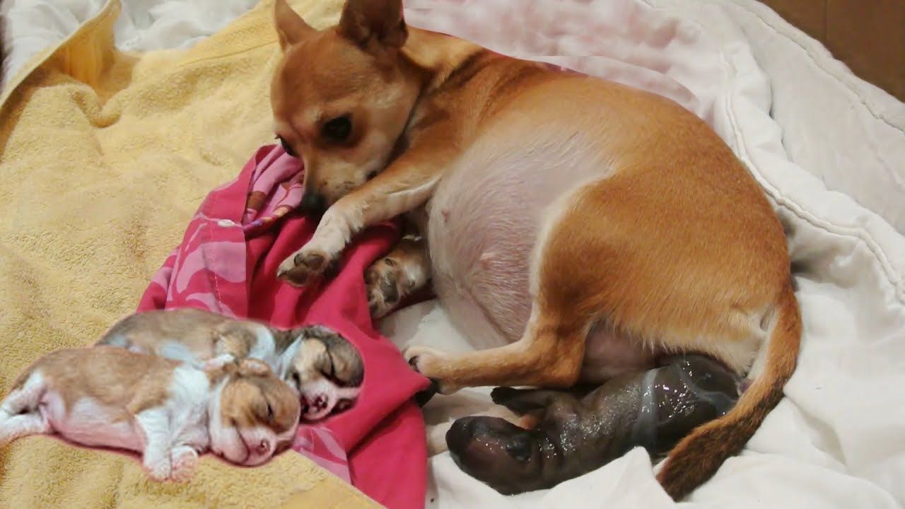 Как рождаются щенки. Новорожденные чихуахуа. Новорожденный щенок чихуахуа.