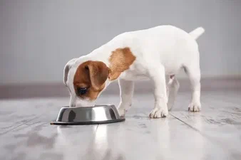 Köpekler Ne Yer Nasıl Beslenmeli