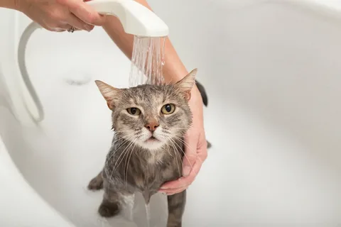 Veteriner kedi yıkar mı