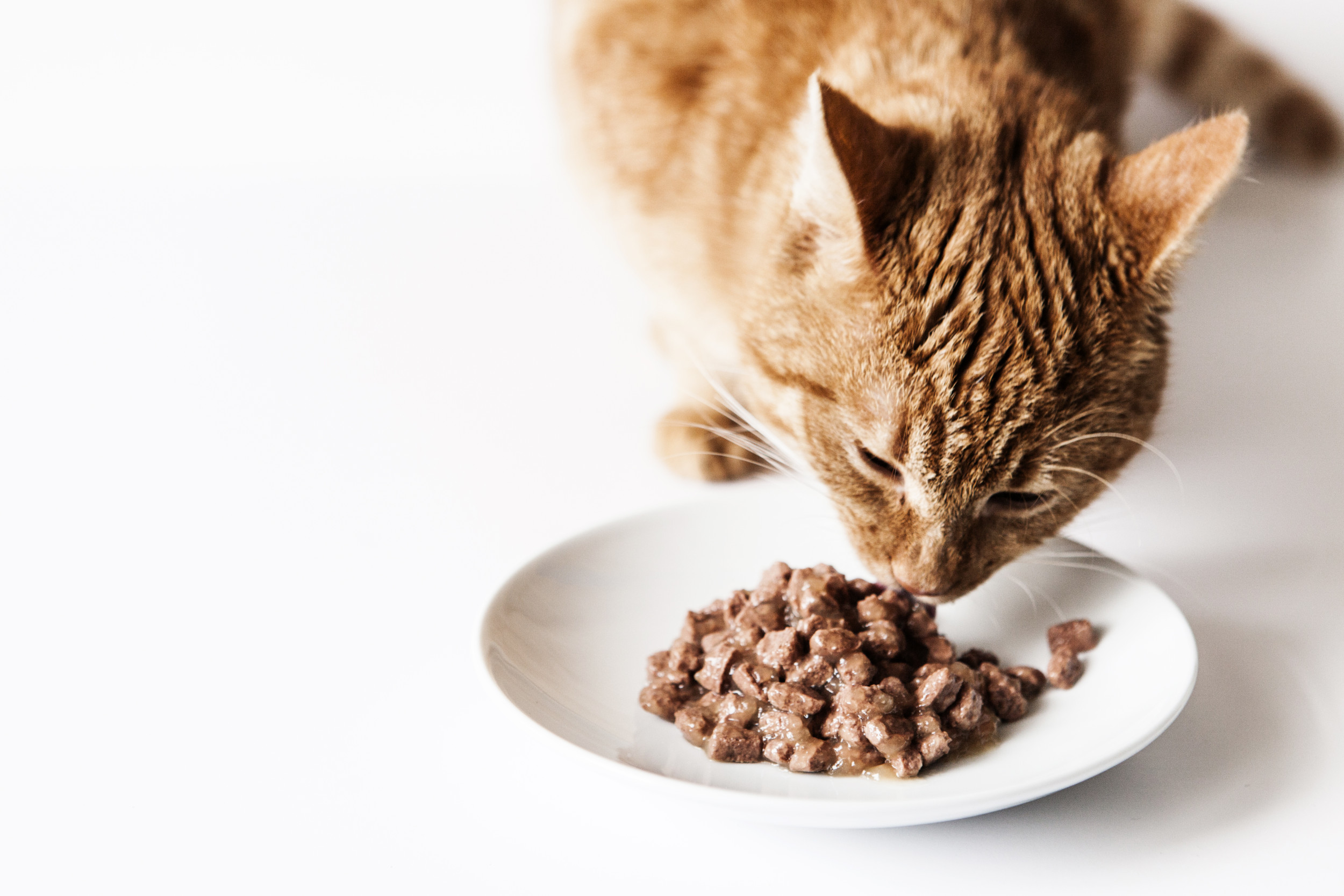 Yavru kedilere hangi yiyecekler verilir?