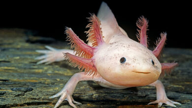 Aksolotl