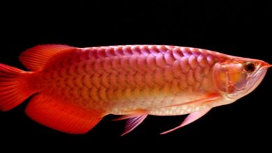 Arowana