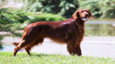 Av Köpeği Setter Özellikleri ve Bakımı 4 Av Köpeği Setter Özellikleri Ve Bakımı