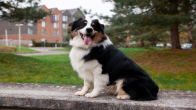 Avustralya Çoban Köpeği 6 Avustralya Çoban Köpeği