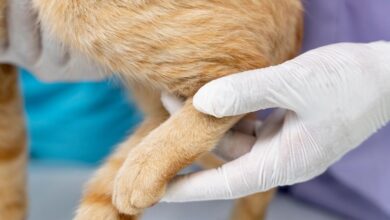 Bartonelloz (Kedi Tırmığı) Hastalığı Nedir?