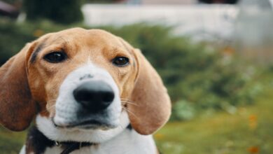 Basset Hound Özellikleri Ve Bakımı