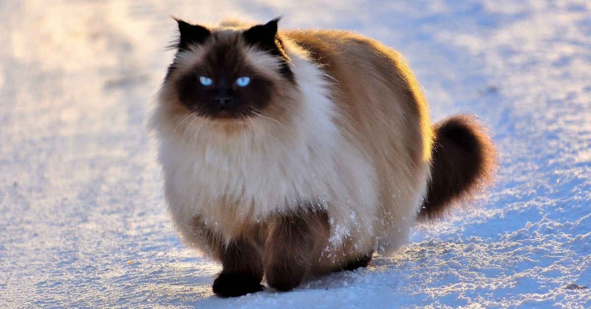 Birman Kedisi Özellikleri Ve Bakımı 4 Birman Kedilerinin Karakter Özellikleri