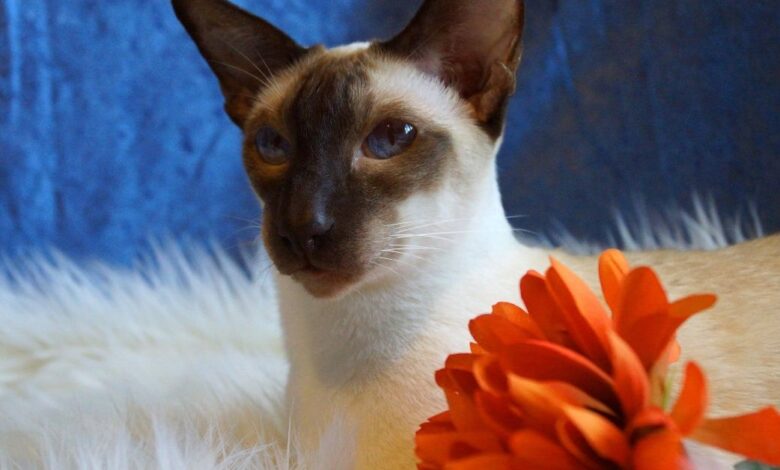Birman Kedisi Özellikleri Ve Bakımı 1 Birman Kedisi Özellikleri Ve Bakımı