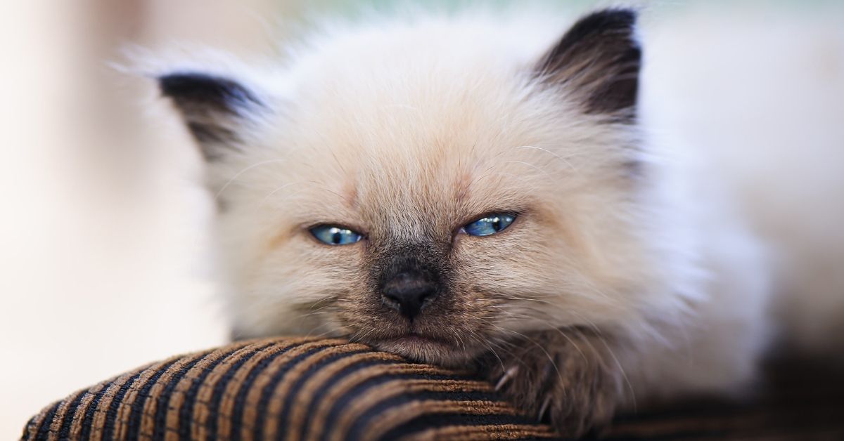 Birman Kedisi Özellikleri Ve Bakımı 2 Birman Kedisinin Olumlu Özellikleri