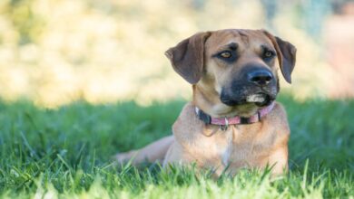 Boerboel Özellikleri Ve Bakımı