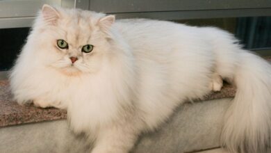British Longhair Özellikleri ve Bakımı