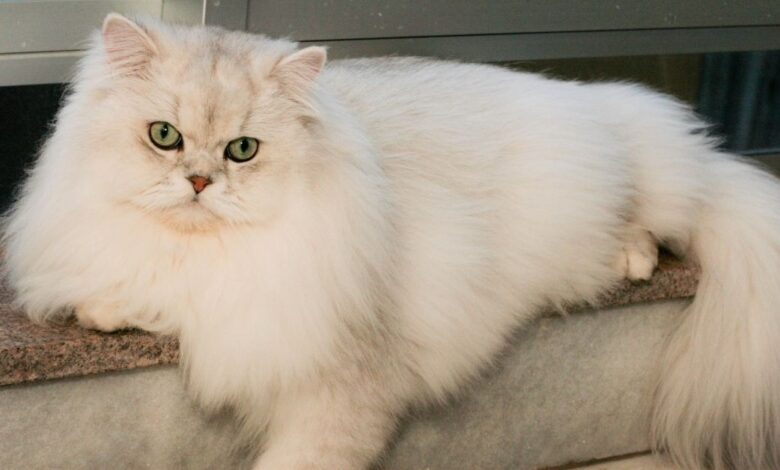 British Longhair Özellikleri ve Bakımı