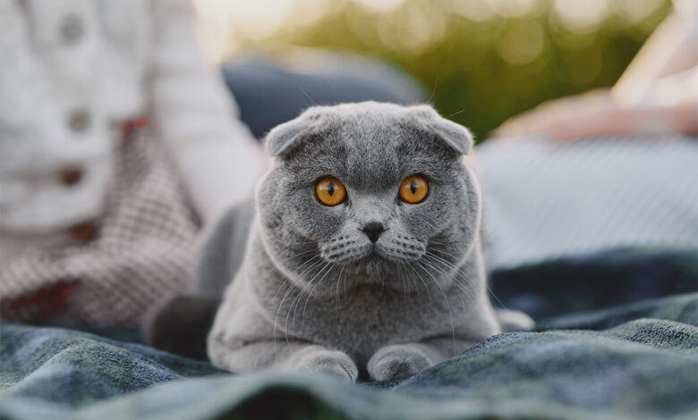 British Shorthair Kedisi Özellikleri ve Bakımı 1 British Shorthair