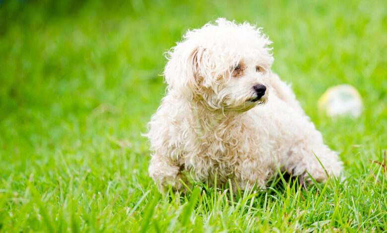 Büyümeyen Küçük Irk Köpek Cinsleri ve Özellikleri 1 Büyümeyen Küçük Irk Köpek Cinsler ve Özellikleri
