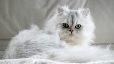 Chinchilla Kedisi Özellikleri ve Bakımı