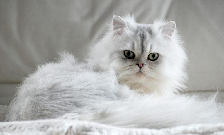 Chinchilla Kedisi Özellikleri ve Bakımı
